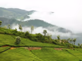 Nilgiris